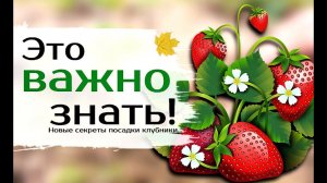 Не сажайте клубнику осенью пока не посмотрите это видео! Секреты посадки клубники!