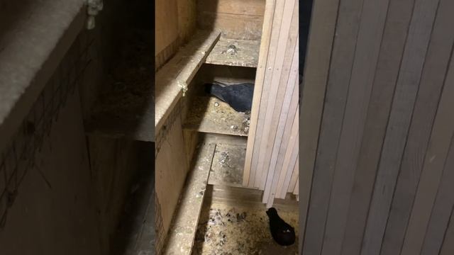 Голуби пермские… смотреть онлайн