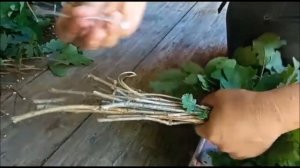 ЗАГОТОВКА СУХОГО, ЗЕЛЕНОГО ВЕНИКА ДЛЯ БАНИ ЗА 4 ДНЯ, ЭТО РЕАЛЬНО ? ДА РЕАЛЬНО...!!!