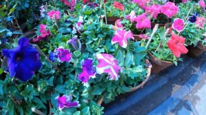 Shyambazar Galiff Street Flowers Market Price Update | Petunia Moss Flowers | Best Flowers Forever