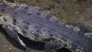 The Crocodiles | What are Crocodiles? | All about crocodiles for kids|Amazing facts about Crocodile