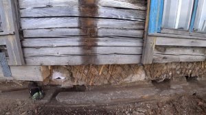 КУПИЛ ГНИЛОЙ ДОМ В ДЕРЕВНЕ ЗАМЕНА БРУСА