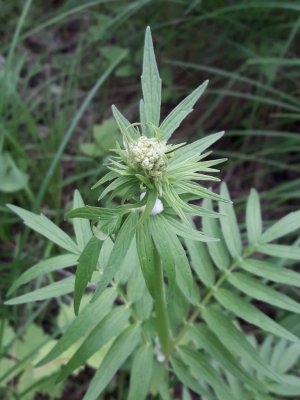 153. Валериана лекарственная - Valeriana officinalis