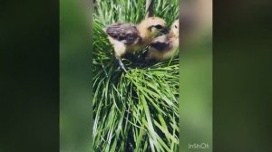 Особенность кур Лакеданзи. Интересная история