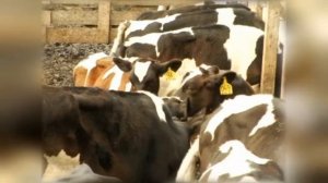 Откорм телят - применение хвойного энергетика