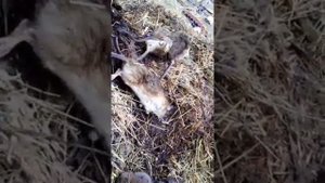 Крысиное гнездо