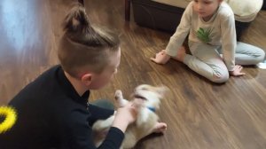 Завели щенка Корги Что надо для него купить Ошейник Рулетка Корм Игрушки