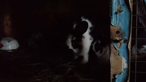 Как вырастить кроликов самцов в одной клетке без кастрации . Простой способ