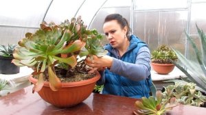 Обрезаю огромный куст эониума  'Гранат'