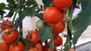 ТОМАТЫ, КОТОРЫЕ НЕ ПОДВЕДУТ!