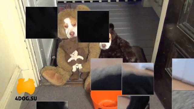 Самые прикольные собачки в одежде