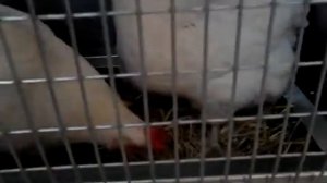 Мини-мясные куры (белые) - в новой клетке (для родительского стада)