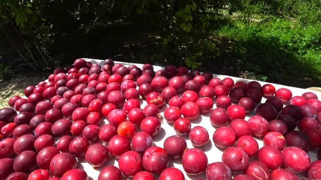 ? Первый раз такое вижу! Как Узбеки делают компот!!!Узбекистан! смотреть онлайн