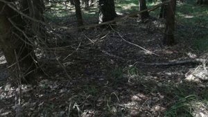 Как не заблудится в лесу. Как пользоваться компасом в лесу.