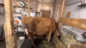 Какого цвета должна быть чистокровная Джерсейская Корова? Белые пятна у Джерсейки порок или нет?