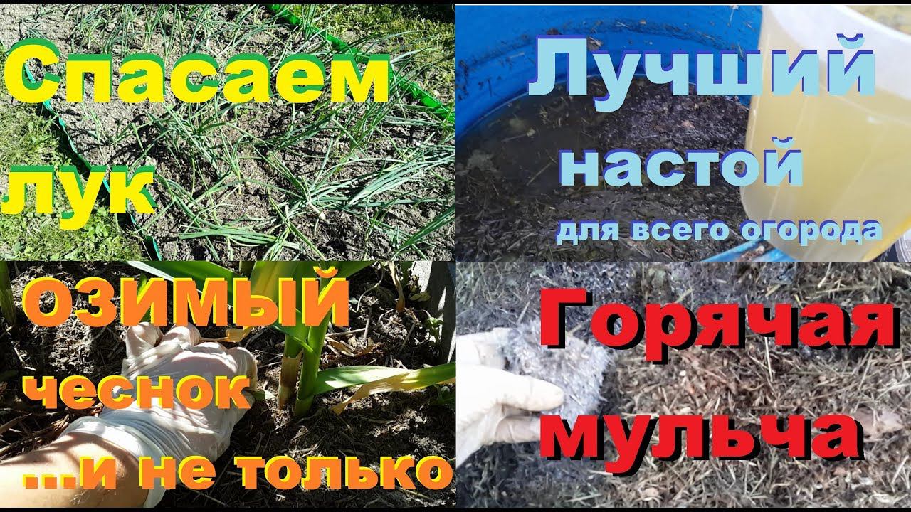 Спасаем лук супер-настоями и мульчей. Чеснок в июне.
