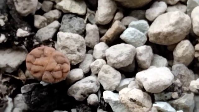 Lithops.Литопсы.Больничка для литопсов.Динтерантусы.Странный литопс. смотреть онлайн