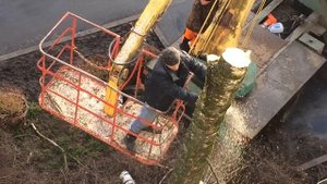 Как спиливают деревья в городе