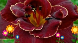 Лилейник гибридный Night Embers. Краткий обзор, описание характеристик, где купить саженцы