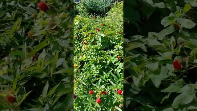 Радости и проблемы любителей растить томаты смотреть онлайн