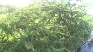 Живая изгородь из сибирской лиственницы