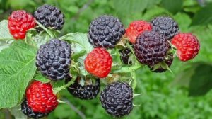 Малина сорта Блэк Джевел (Black Jewel)