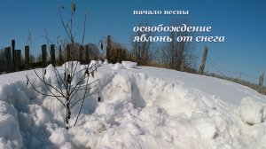 Открытие нового сезона работ в саду. Освобождаем яблони от снега.