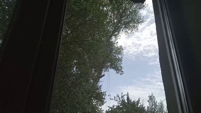 Обрезка тополя. смотреть онлайн