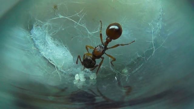 Первая кладка смотреть онлайн