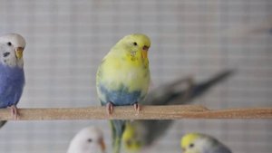 Радужные волнистые попугаи, пинто, март 21г