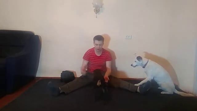 ЦВЕРГПИНЧЕР | УЧИМ КОМПЛЕКС СИДЕТЬ ЛЕЖАТЬ СТОЯТЬ | КАК ДРЕССИРОВАТЬ ЦВЕРГПИНЧЕРА