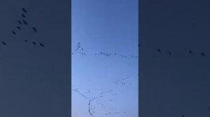 Стая гусей в Башкирии Кугарчинский район