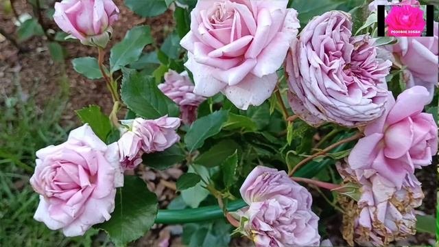 РОЗЫ-ПЕРВОГОДКИ ИЗ ПИТОМНИКА 