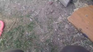 Бройлер РОСС 308 вес в один месяц