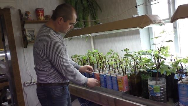 Виноград . Уход и полив укорененных черенков винограда. смотреть онлайн