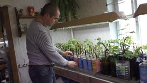 Виноград . Уход и полив укорененных черенков винограда.