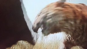 тигр против пантеры