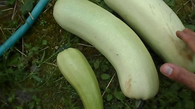 ПЕРВЫЙ СБОР КАБАЧКОВ. КАК ПРАВИЛЬНО СРЕЗАТЬ КАБАЧКИ.