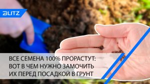 Все семена 100% прорастут: вот в чем нужно замочить их перед посадкой в грунт