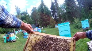 Ротация рамок в ульях Рута