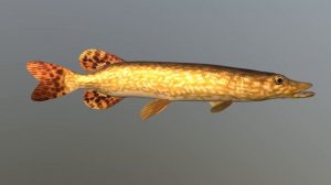 3d model. Fish: Northern Pike. 3d модель. Рыба: Щука северная.