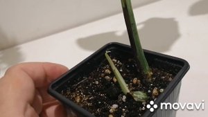 Купила два красивых растения. Манстеру Альба и филодендрон Бурле Макс.