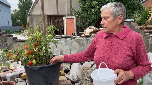 Не покупайте семена томатов
