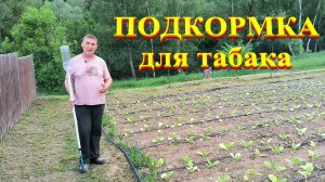 Подкармливаем табак. Навели порядок на клумбе и во дворе. Наша жизнь в деревне.