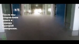 Как выращивают манго на плантациях Fresh Import в Египте