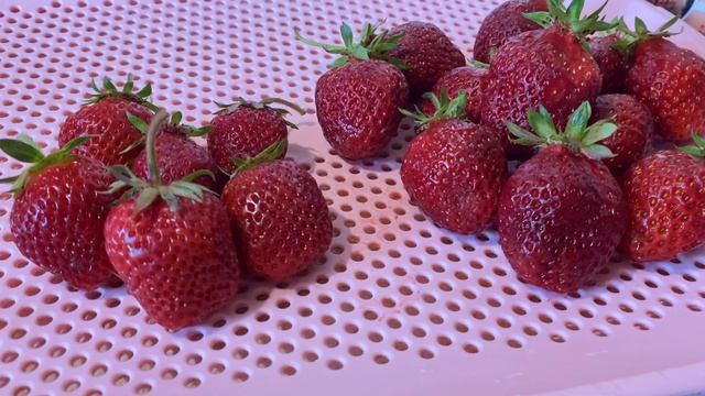 Как отличить РУСАНОВКУ?РОЗАНЫ Киевская//Купить саженцы клубники Розана,Русановка Киевская Украина смотреть онлайн