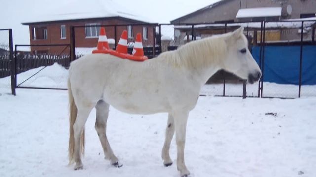 Dragon Krugla :) смотреть онлайн