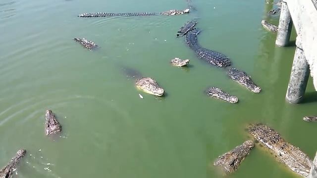 Кормление крокодилов Паттайя (сад камней-крокодиловая ферма) смотреть онлайн