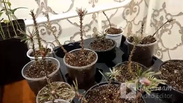 Вы просили- я показываю. Сосна можжевельник туя. смотреть онлайн