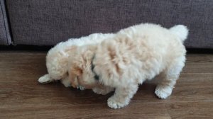 11. Пушончик